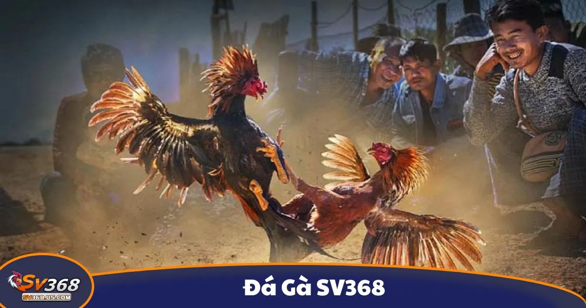 Các loại gà đá tại Đá Gà SV368