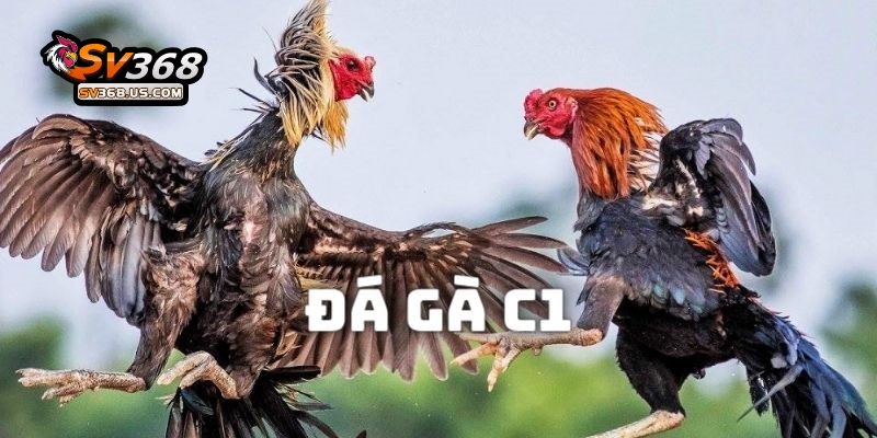 Đá gà c1 tại SV368 