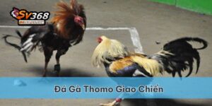 Đá gà Thomo là cuộc giao chiến của các chiến kê đã quan tuyển chọn tại trường đấu