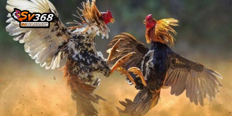 Lưu ý khi chơi đá gà 88 cần nhớ thật kỹ