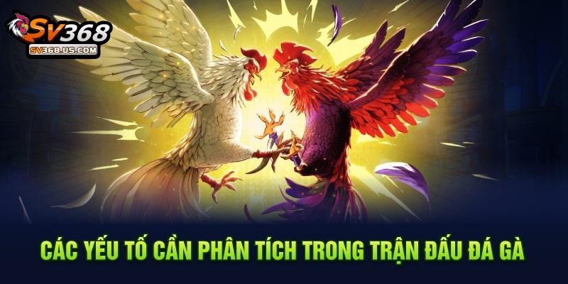 Các yếu tố cần phân tích trong trận đấu đá gà
